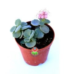 Sedum Sieboldi -Mükemmel Pembe Renk Çiçek Açar- 5,5 cm saksıda