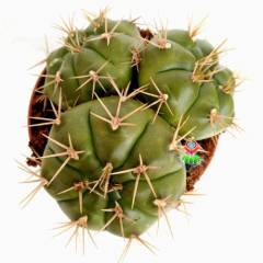 Gymnocalycium Monvillei ''Megalothe -Bembeyaz Çiçek Açar-Büyük Boy-12 cm saksıda- 3 lü Dev Formdur