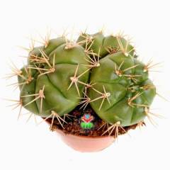 Gymnocalycium Monvillei ''Megalothe -Bembeyaz Çiçek Açar-Büyük Boy-12 cm saksıda- 3 lü Dev Formdur