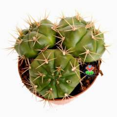 Gymnocalycium Monvillei ''Megalothe -Bembeyaz Çiçek Açar-Büyük Boy-12 cm saksıda- 3 lü Dev Formdur