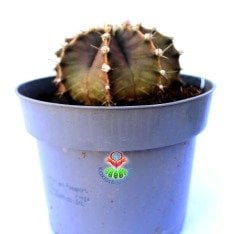 Gymnocalycium Mihanovichii-Güneşle Renk Değiştirebilen Kaktüs-12 cm Saksıda