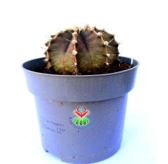 Gymnocalycium Mihanovichii-Güneşle Renk Değiştirebilen Kaktüs-12 cm Saksıda