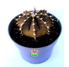 Gymnocalycium Mihanovichii-Güneşle Renk Değiştirebilen Kaktüs-12 cm Saksıda