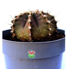 Gymnocalycium Mihanovichii-Güneşle Renk Değiştirebilen Kaktüs-12 cm Saksıda