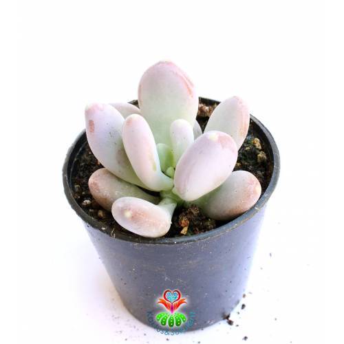 Badem Şekeri Sukulent,Pachyphytum Oviferum- Açık Pembe Renk Tonlarında-5,5 cm saksıda-Teraryum, Mini Bahçe,Kaktus