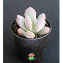 Badem Şekeri Sukulent,Pachyphytum Oviferum- Açık Pembe Renk Tonlarında-5,5 cm saksıda-Teraryum, Mini Bahçe,Kaktus