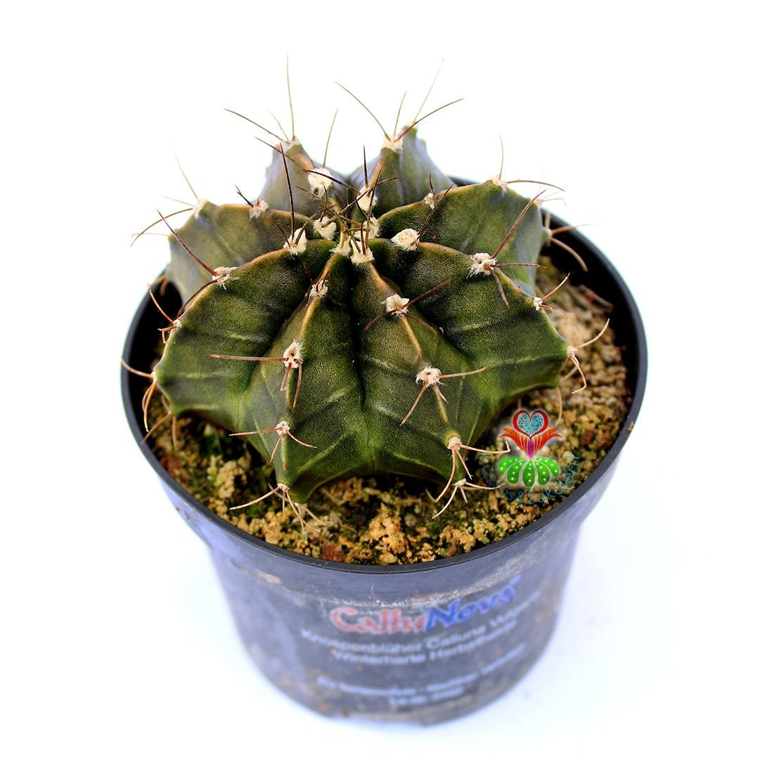 Gymnocalycium Mihanovichii-Güneşle Renk Değiştirebilen Kaktüs-8 cm Saksıda