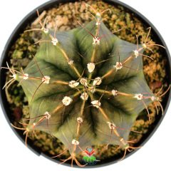 Gymnocalycium Mihanovichii-Güneşle Renk Değiştirebilen Kaktüs-8 cm Saksıda
