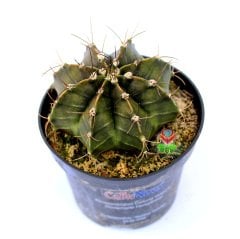 Gymnocalycium Mihanovichii-Güneşle Renk Değiştirebilen Kaktüs-8 cm Saksıda
