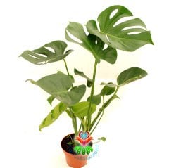 Deve Tabanı, Monstera Deliciosa, Monstera Fensterblatt, 60 cm Uzunluk-12 cm saksı Deve Tabanı Çiçeği
