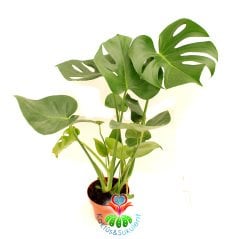 Deve Tabanı, Monstera Deliciosa, Monstera Fensterblatt, 60 cm Uzunluk-12 cm saksı Deve Tabanı Çiçeği