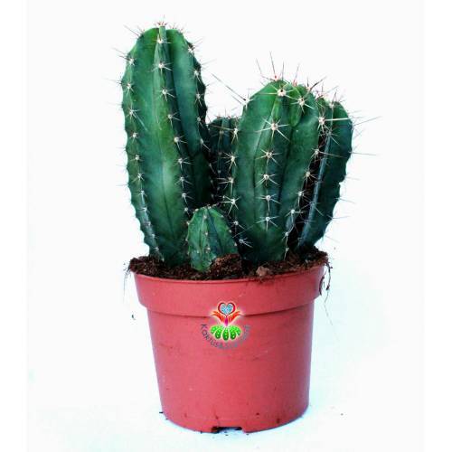 Dev Boy, Lemaireocereus Eberneus-Sarı Renk Çiçek Açar-12 cm Saksılıdır
