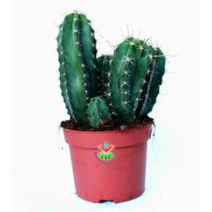 Dev Boy, Lemaireocereus Eberneus-Sarı Renk Çiçek Açar-12 cm Saksılıdır