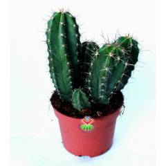 Dev Boy, Lemaireocereus Eberneus-Sarı Renk Çiçek Açar-12 cm Saksılıdır