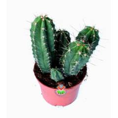 Dev Boy, Lemaireocereus Eberneus-Sarı Renk Çiçek Açar-12 cm Saksılıdır