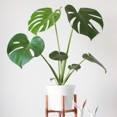 Deve Tabanı, Monstera Deliciosa, Monstera Fensterblatt, 60 cm Uzunluk-12 cm saksı Deve Tabanı Çiçeği