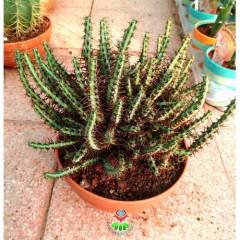 Kaktüs, Euphorbia Aeruginosa-DEV BOY-19 cm Saksıda-Cactus,Sukulent