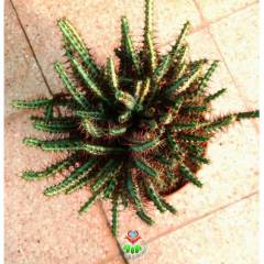 Kaktüs, Euphorbia Aeruginosa-DEV BOY-19 cm Saksıda-Cactus,Sukulent