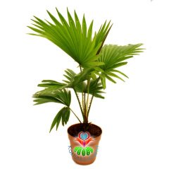 Saksıda Palmiye Ağacı, Livistona Rotundifolia - Çok Şık Salon Bitkisi - 15 cm Saksıda 40 cm büyüklükte-İç Mekan-Çin Yelpaze Palmiyesi- Palm