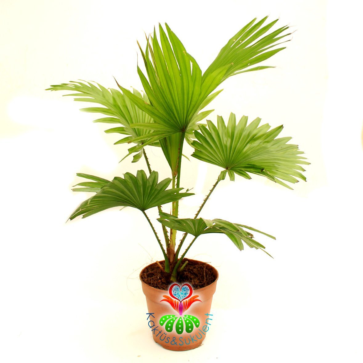 Saksıda Palmiye Ağacı, Livistona Rotundifolia - Çok Şık Salon Bitkisi - 15 cm Saksıda 40 cm büyüklükte-İç Mekan-Çin Yelpaze Palmiyesi- Palm