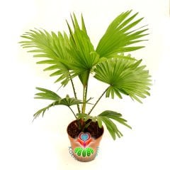 Saksıda Palmiye Ağacı, Livistona Rotundifolia - Çok Şık Salon Bitkisi - 15 cm Saksıda 40 cm büyüklükte-İç Mekan-Çin Yelpaze Palmiyesi- Palm