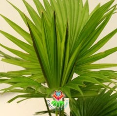 Saksıda Palmiye Ağacı, Livistona Rotundifolia - Çok Şık Salon Bitkisi - 15 cm Saksıda 40 cm büyüklükte-İç Mekan-Çin Yelpaze Palmiyesi- Palm