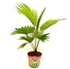 Saksıda Palmiye Ağacı, Livistona Rotundifolia - Çok Şık Salon Bitkisi - 15 cm Saksıda 40 cm büyüklükte-İç Mekan-Çin Yelpaze Palmiyesi- Palm