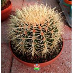 Varil Kaktüs, Echinocactus Grusonii -DEV BOY-20 cm Saksıda-Cactus,Sukulent