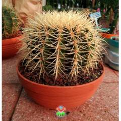 Varil Kaktüs, Echinocactus Grusonii -DEV BOY-20 cm Saksıda-Cactus,Sukulent