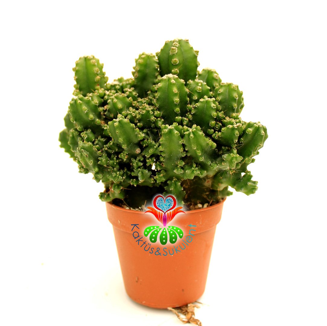Radyasyon Emici Kaktüs-Cereus Peruvianus Florida f. Inermis Monstrous-Saksıdan Taşmış Şekilde-5,5 cm Saksıda