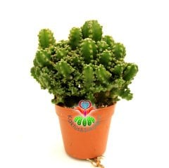 Radyasyon Emici Kaktüs-Cereus Peruvianus Florida f. Inermis Monstrous-Saksıdan Taşmış Şekilde-5,5 cm Saksıda