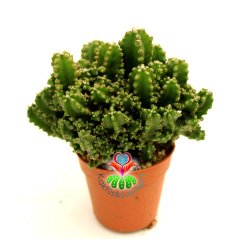 Radyasyon Emici Kaktüs-Cereus Peruvianus Florida f. Inermis Monstrous-Saksıdan Taşmış Şekilde-5,5 cm Saksıda