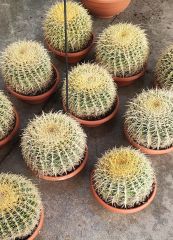 Varil Kaktüs, Echinocactus Grusonii -DEV BOY-20 cm Saksıda-Cactus,Sukulent