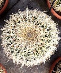Varil Kaktüs, Echinocactus Grusonii -DEV BOY-20 cm Saksıda-Cactus,Sukulent