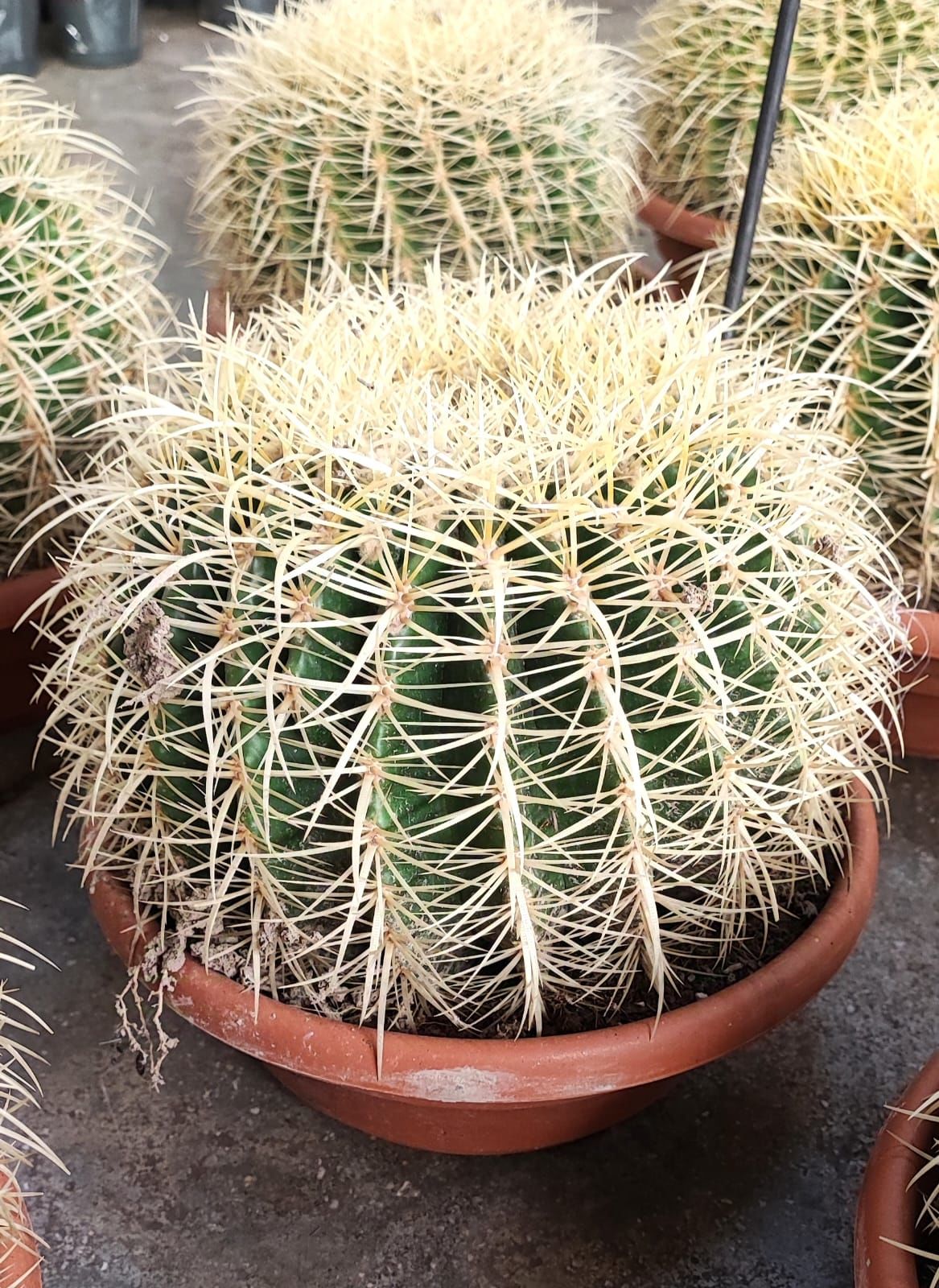 Varil Kaktüs, Echinocactus Grusonii -DEV BOY-20 cm Saksıda-Cactus,Sukulent