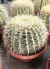 Varil Kaktüs, Echinocactus Grusonii -DEV BOY-20 cm Saksıda-Cactus,Sukulent