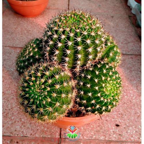 Kaktüs,Weingartia Neocumingii var. Trollii-DEV BOY-Turuncu Çiçek Açar-25 cm Saksıda-Cactus,Sukulent