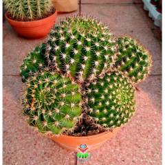 Kaktüs,Weingartia Neocumingii var. Trollii-DEV BOY-Turuncu Çiçek Açar-25 cm Saksıda-Cactus,Sukulent