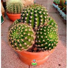 Kaktüs,Weingartia Neocumingii var. Trollii-DEV BOY-Turuncu Çiçek Açar-25 cm Saksıda-Cactus,Sukulent