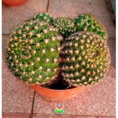 Kaktüs,Weingartia Neocumingii var. Trollii-DEV BOY-Turuncu Çiçek Açar-25 cm Saksıda-Cactus,Sukulent