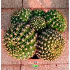 Kaktüs,Weingartia Neocumingii var. Trollii-DEV BOY-Turuncu Çiçek Açar-25 cm Saksıda-Cactus,Sukulent