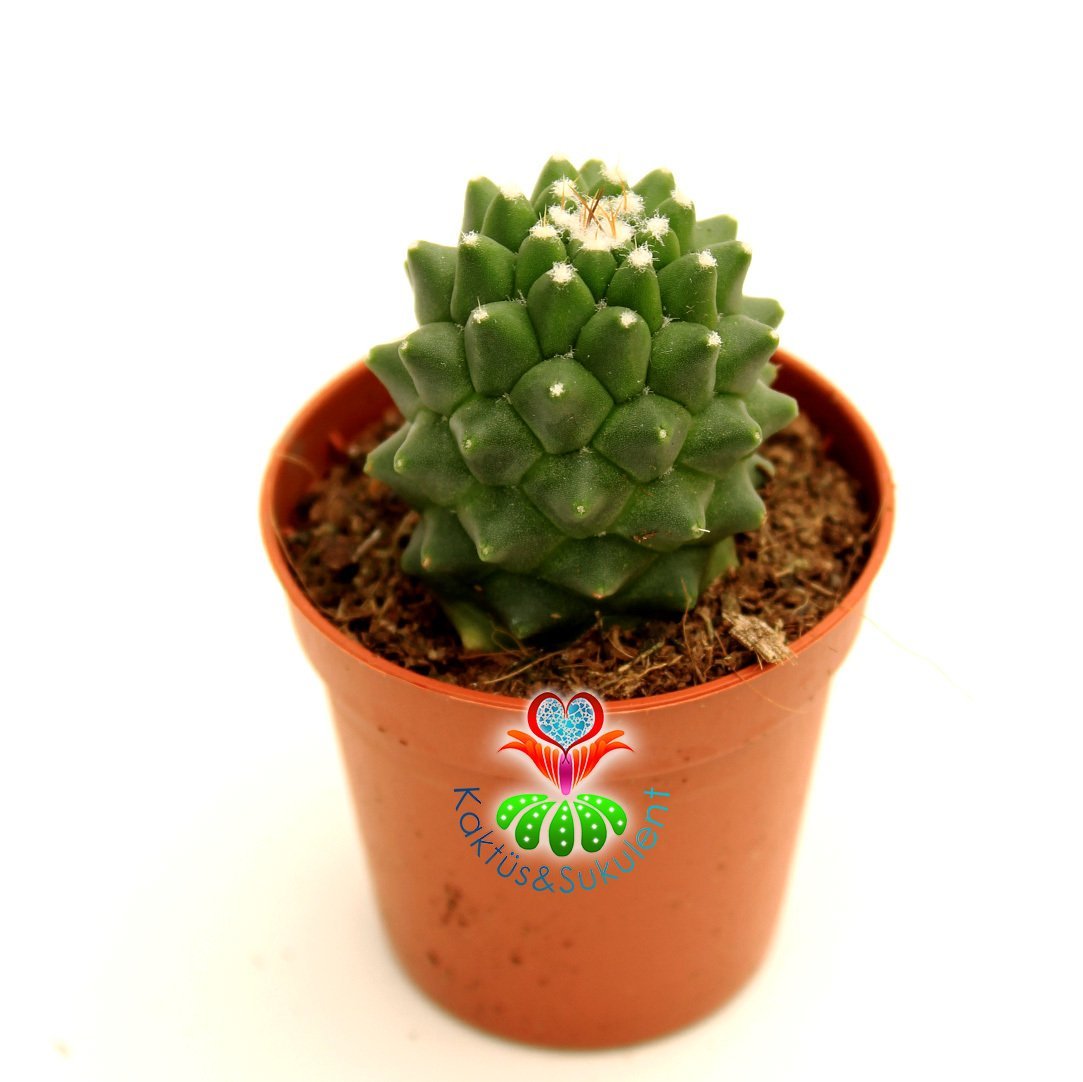 Dikensiz Kaktüs,Mammillaria Polythele Inermis-Taç Şeklinde Pembe Çiçek Açar-5,5 cm Saksıda