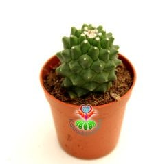 Dikensiz Kaktüs,Mammillaria Polythele Inermis-Taç Şeklinde Pembe Çiçek Açar-5,5 cm Saksıda