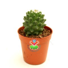 Dikensiz Kaktüs,Mammillaria Polythele Inermis-Taç Şeklinde Pembe Çiçek Açar-5,5 cm Saksıda