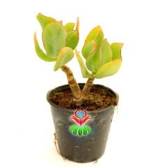 Sukulent, Crassula Ovata Ripple Jade -Kırmızı Uçlu Kıvırcık Yapraklı-Para Ağacı Melezi