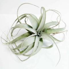 Tillandsia -Gri Renk - Hava Bitkisi-Köksüz Yaşar-Air Plant-Mükemmel Renkte-10 cm Büyüklükte,Teraryum