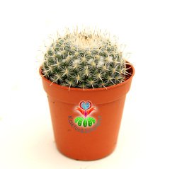Beyaz Yoğunluklu Top Kaktüs-Mammillaria Chionocephala-5,5 cm Saksıda-Yuvarlak Simetrik Form