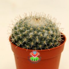 Beyaz Yoğunluklu Top Kaktüs-Mammillaria Chionocephala-5,5 cm Saksıda-Yuvarlak Simetrik Form