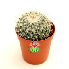 Beyaz Yoğunluklu Top Kaktüs-Mammillaria Chionocephala-5,5 cm Saksıda-Yuvarlak Simetrik Form