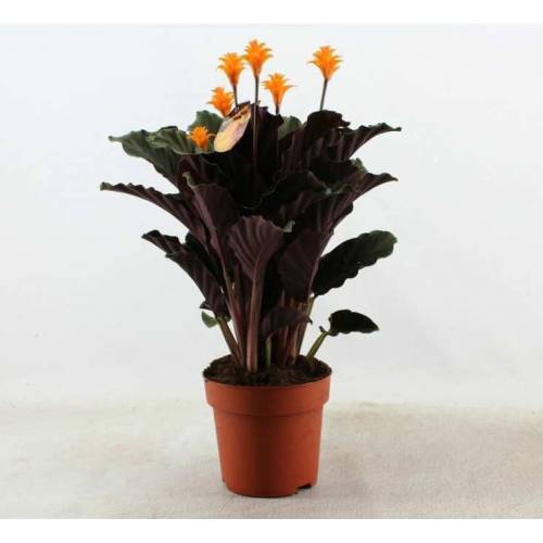 Calathea Crocata Tassmania-Turuncu Renk Çiçekli-Mükemmel Salon Çiçeği- 8,5 cm Saksıda -30 cm Uzunluk